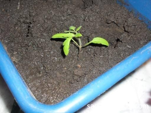 tomato seedlings