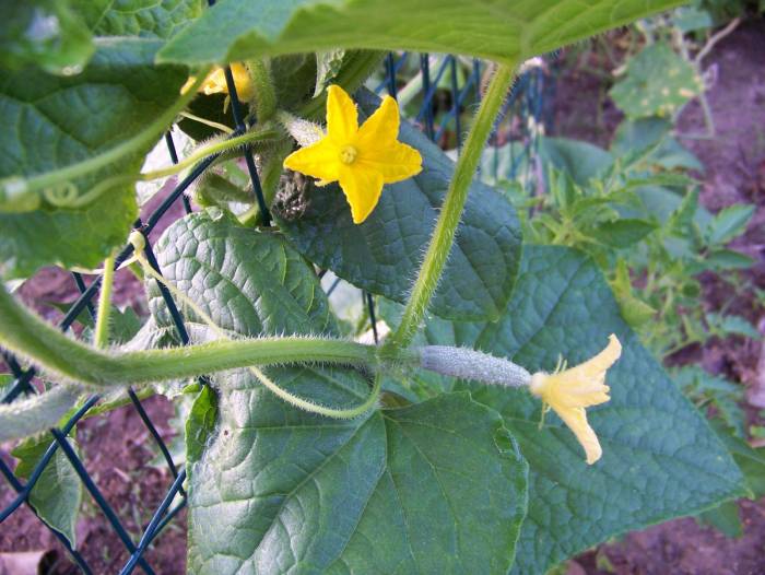 inflorescencia de pepino