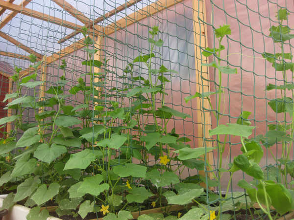 trellis net para sa mga pipino 