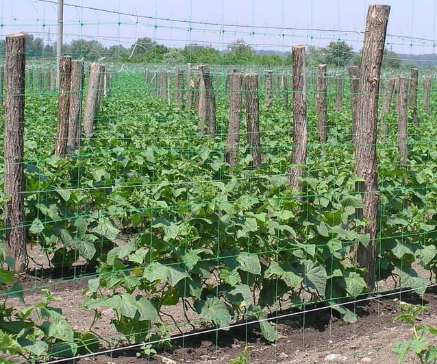 cucumber garter in the garden