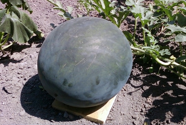 watermelon variety Ogonyok in open ground 