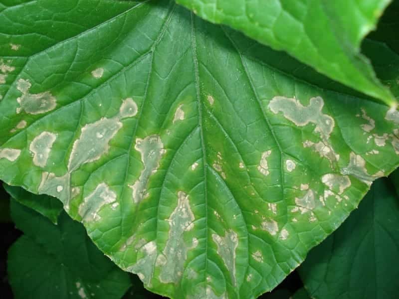 ascochyta blight on cucumbers