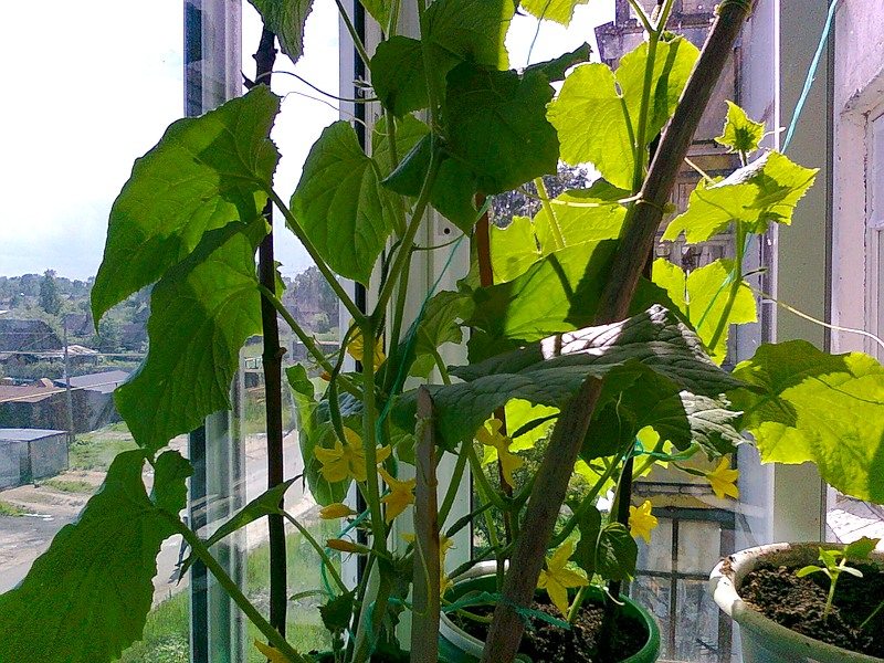 cucumbers blooming on the balcony 