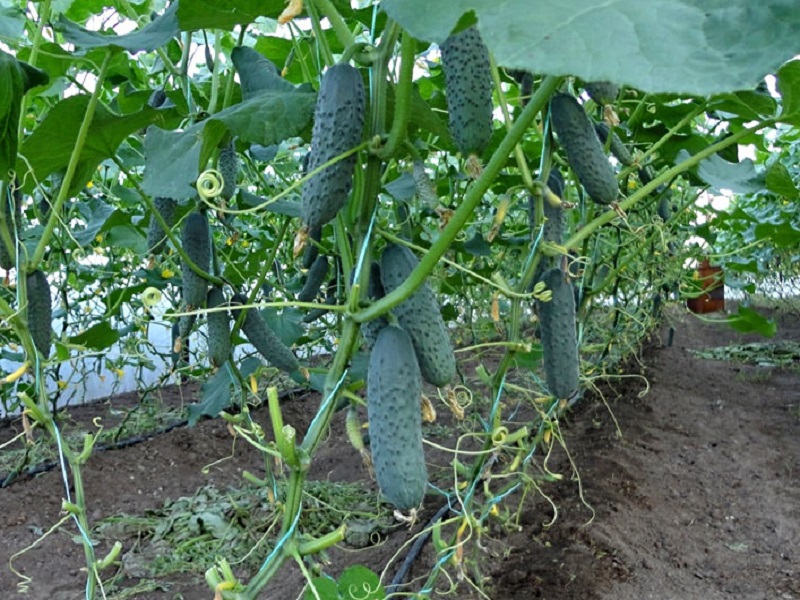 cucumber bushes in a greenhouse