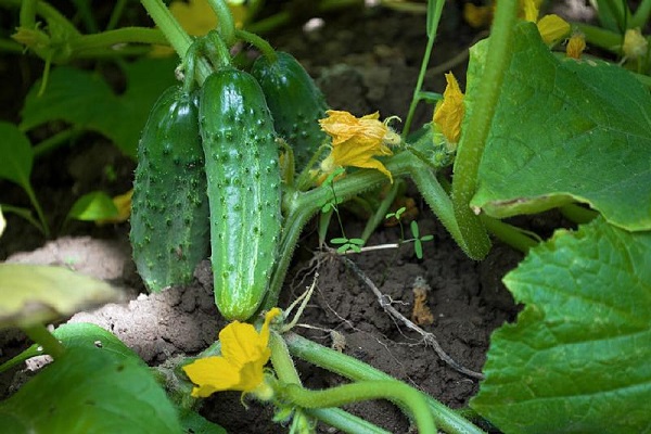 pepinos maduros 