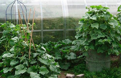 bush cucumber in a greenhouse