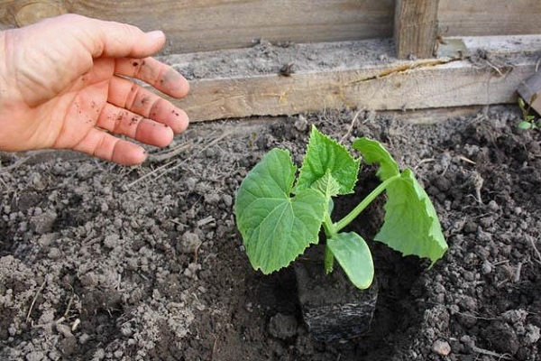  germinació de llavors