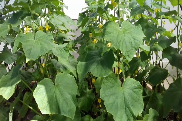 La terre du jardin