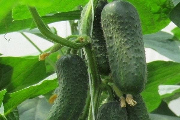 Bettina cucumber