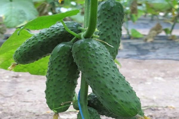 babaeng bulaklak