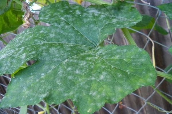 taches sur les feuilles