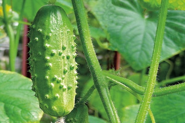 pepino carolina 