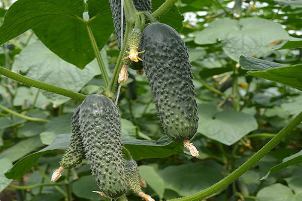 Se recogen frutos fructíferos.