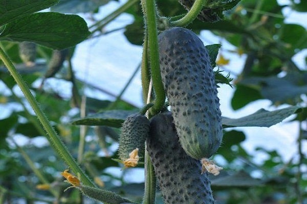 pepinos para plántulas