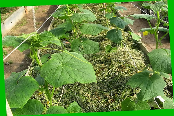 pepinos no parapeito da janela