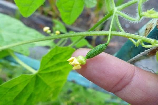 cuidado de las plantas