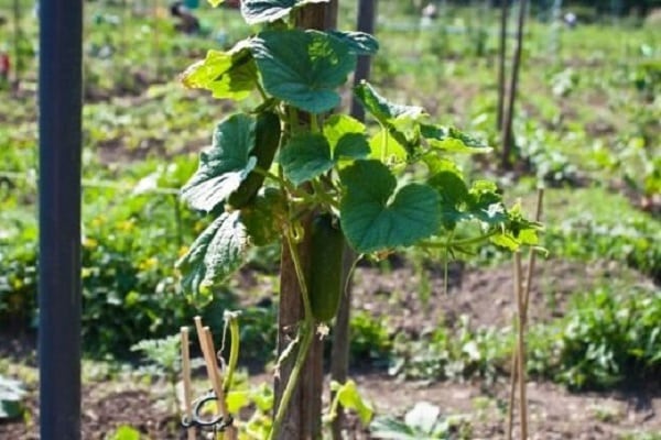 varietal cucumbers