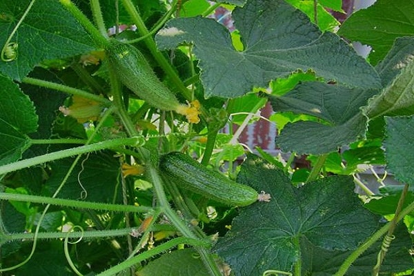 pepinos para consumo