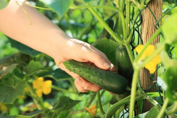 Ein Mann berührt Gurken im Garten