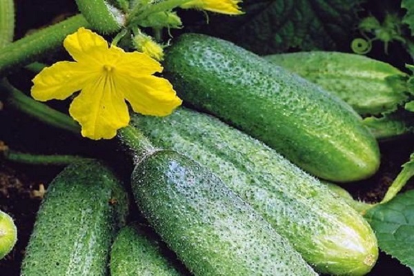 infusió d'herbes 