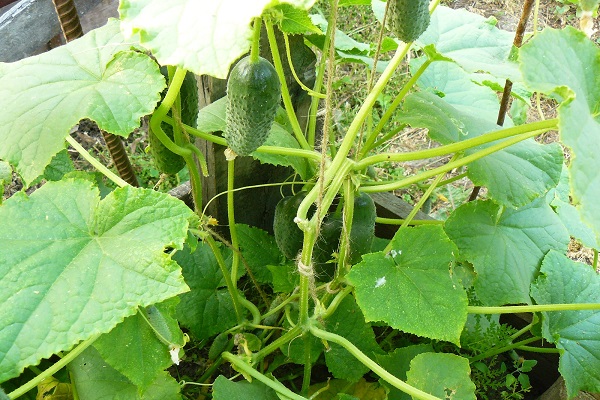 cucumber varieties