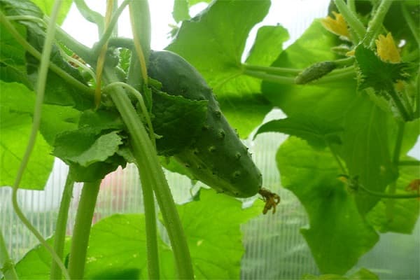 cucumber seeds