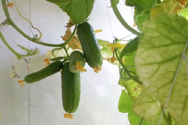 watering plants