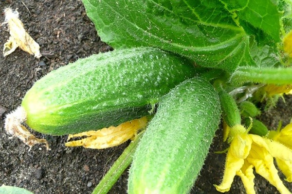 cucumber harvest