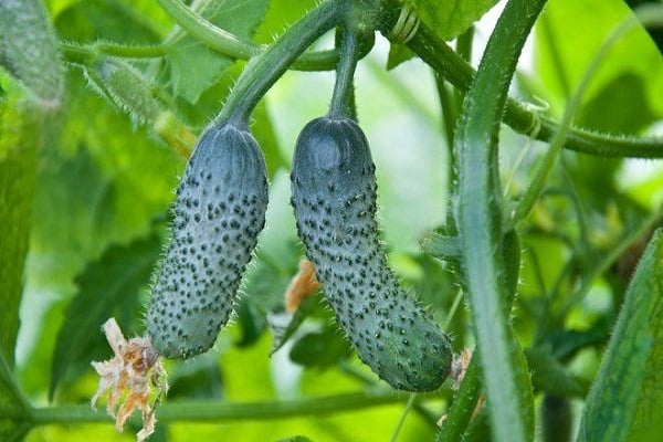 imunidade ao pepino