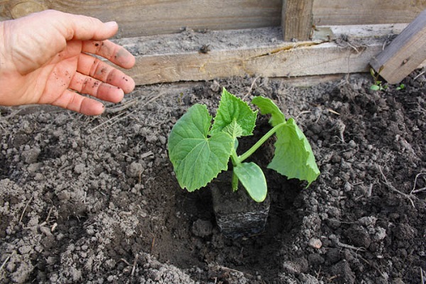 plantando no solo