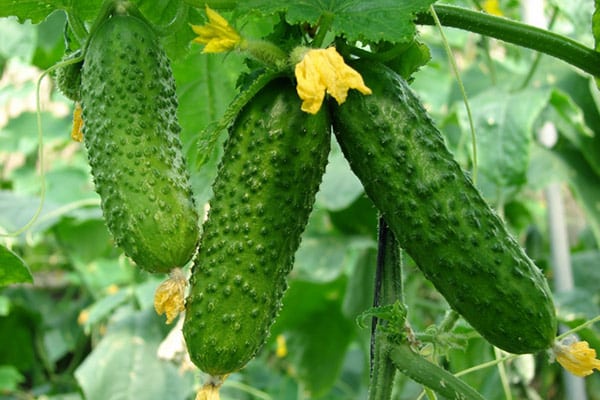 mga pipino sa greenhouse 