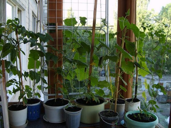 Gurkensorten Gurkensträucher Balkonwunder auf dem Balkon