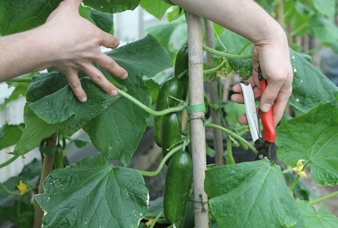 bush pruning 