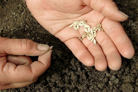 semena v rukou 