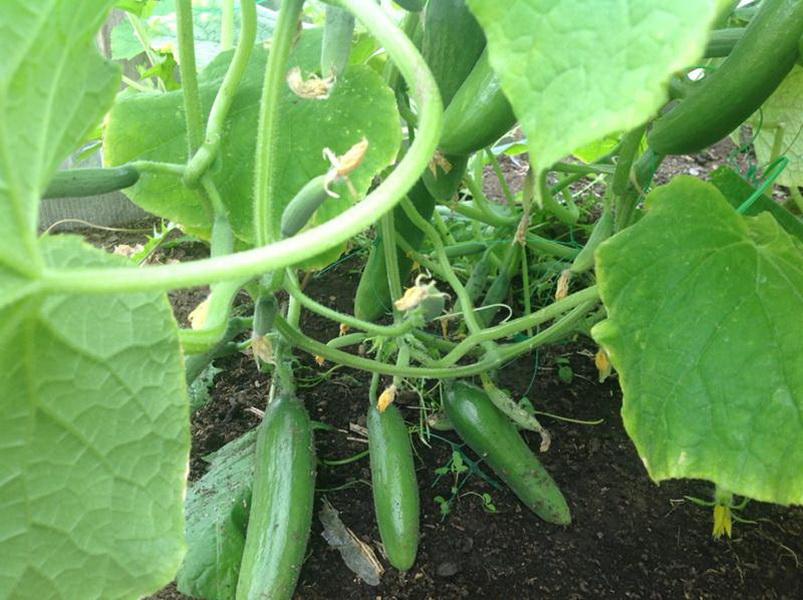 List of the best varieties of cucumbers for 2024