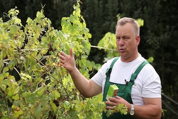 strijd tegen oidium