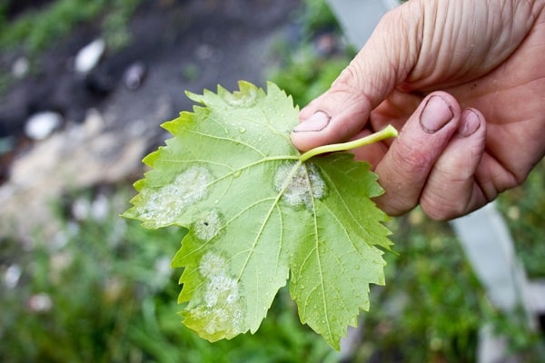 rośliny oidium