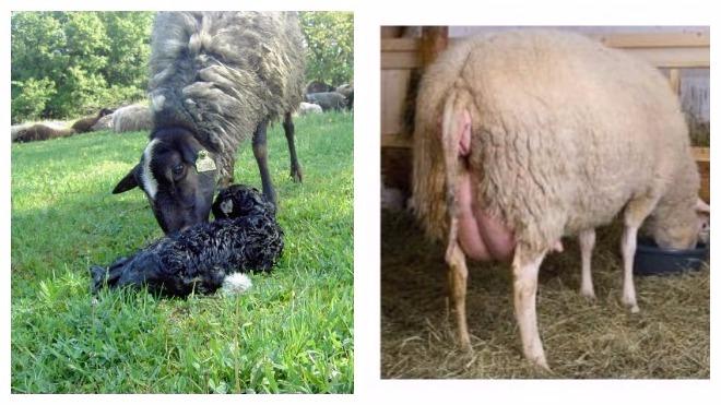 Sheep birth process