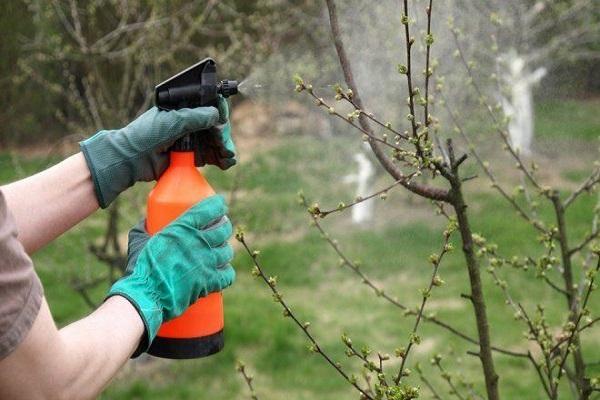 spray the tree 