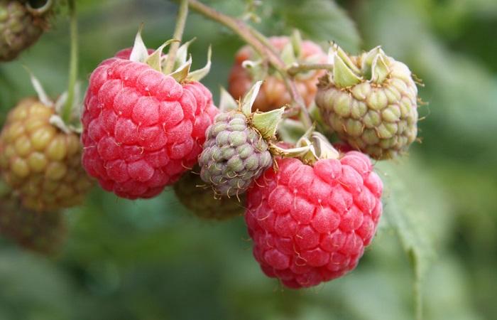 framboise rouge 