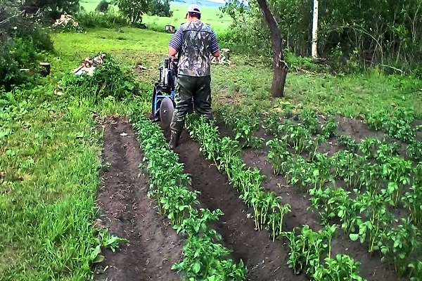 patatas na may walk-behind tractor