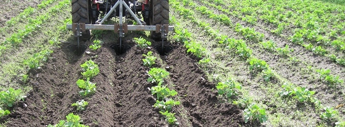 Harrowing potatoes