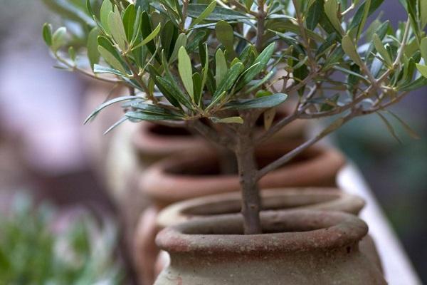 planter un arbre