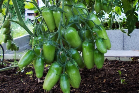 buissons de tomates vertes Scarlet Mustang