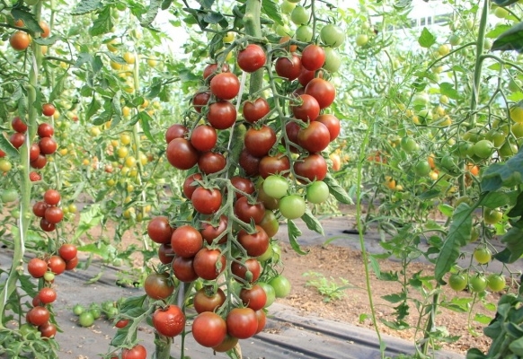 Tomato Spasskaya Tower v otevřeném terénu