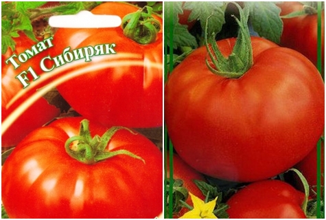 tomato seeds tomato Sibiryak f1 