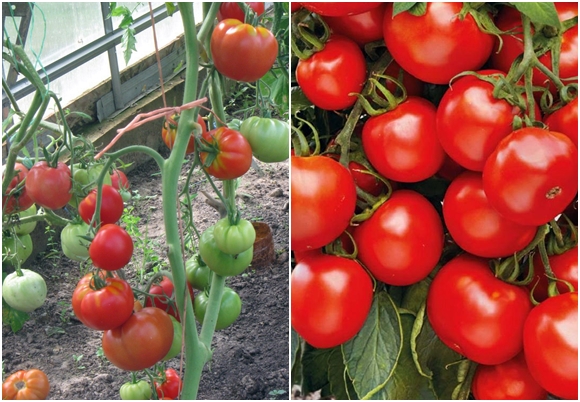 appearance of the Spasskaya Tower tomato