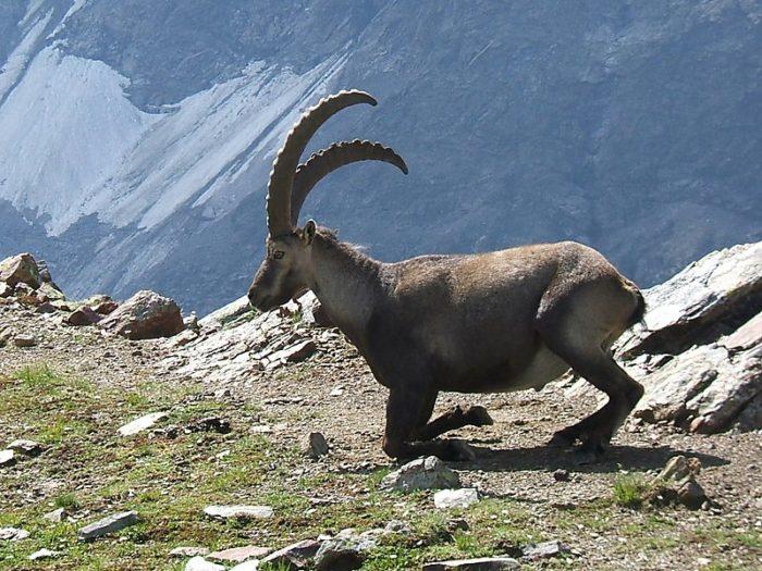 alpine ibex