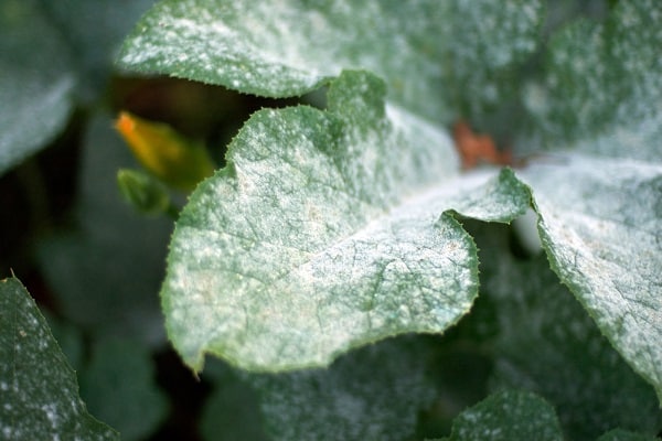 dew peronosporosis