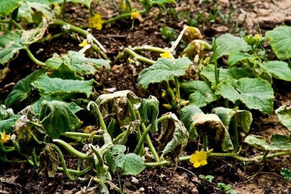 zucchini pests